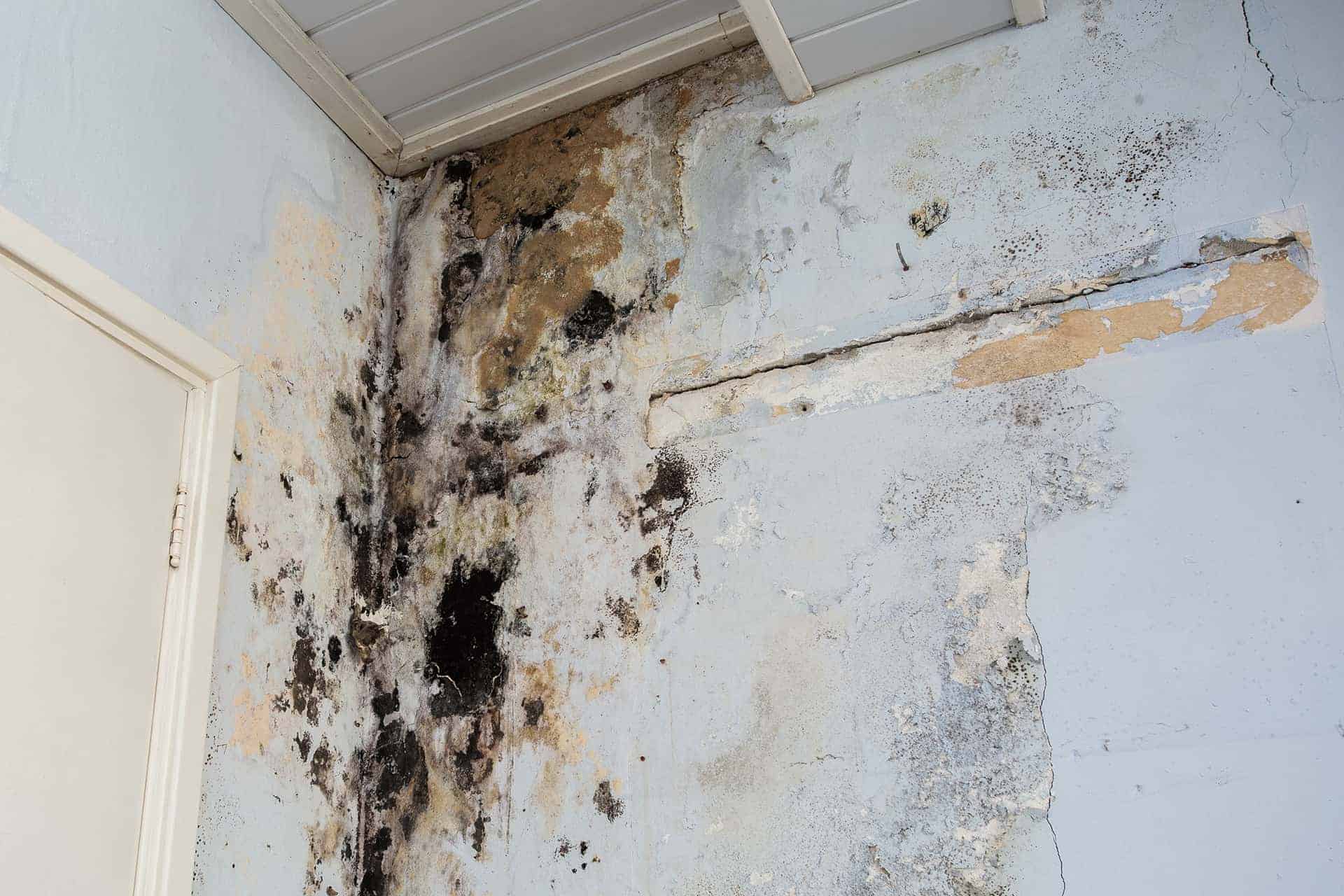 Mold damage services (before picture) of a job done by